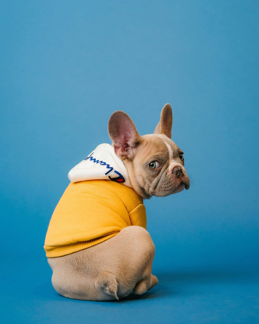 French Bulldogs — The Ultimate Guide for Frenchie Owners