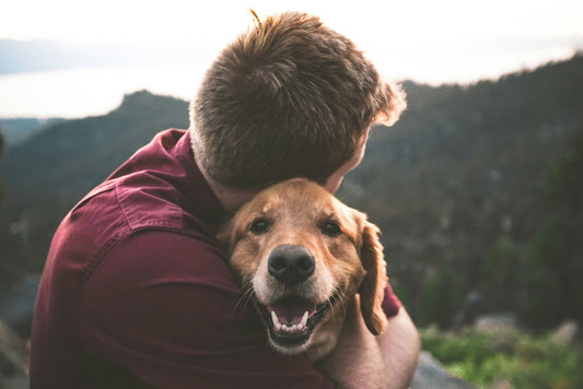 Paws For Mental Health: How Dogs Improve Our Wellbeing