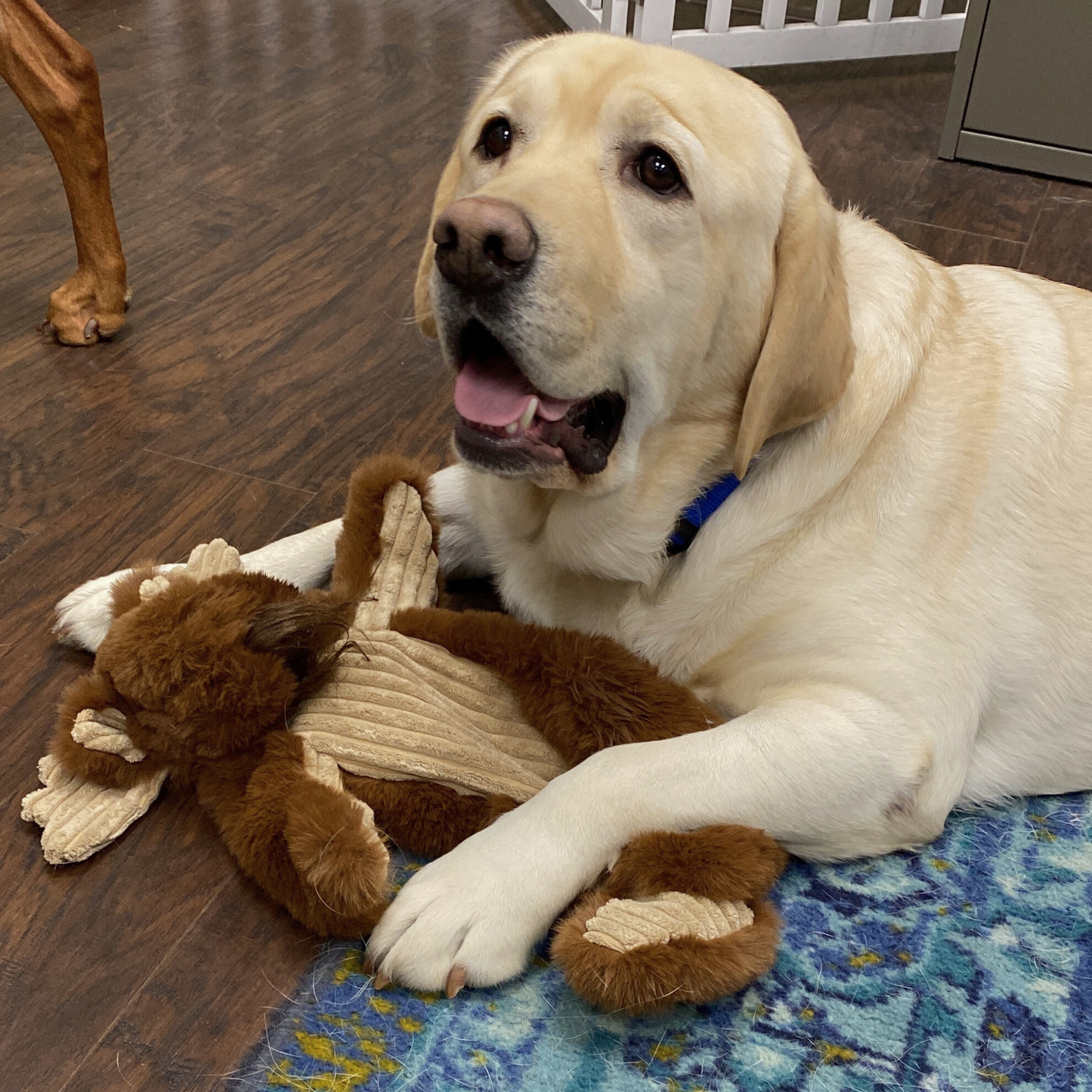 HuggleHounds Maple Moose X-Brace™ Durable Plush Dog Toy