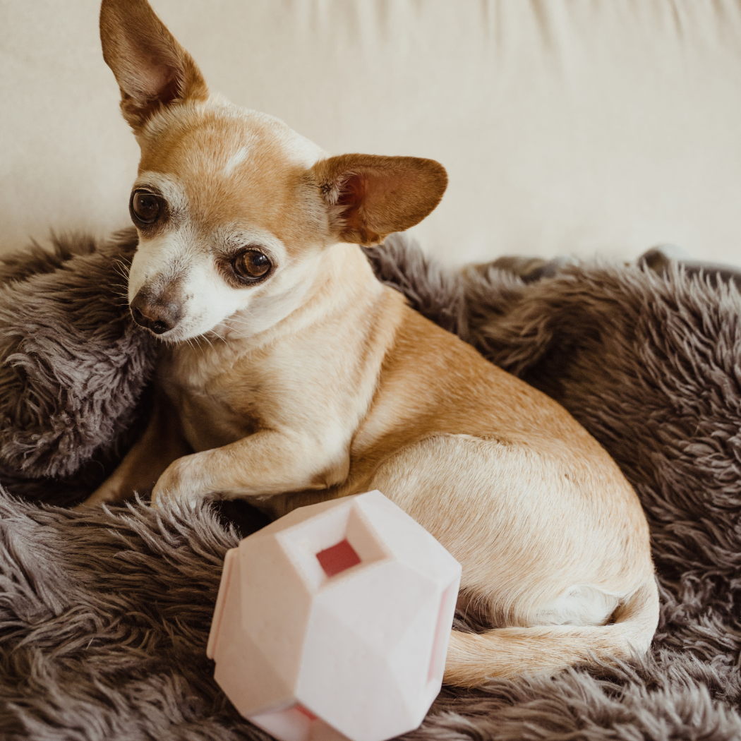Up Dog Shop The Odin Treat Dispensing Toy